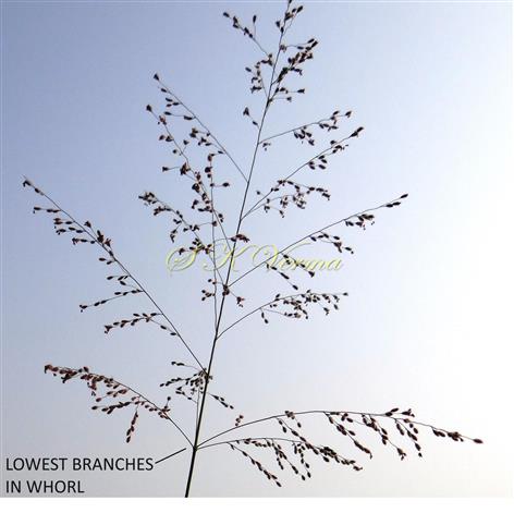  Inflorescence